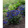 Miodunka 'Blue Ensign' | Pulmonaria