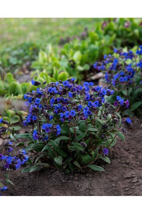 Miodunka 'Blue Ensign' | Pulmonaria
