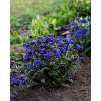 Miodunka 'Blue Ensign' | Pulmonaria