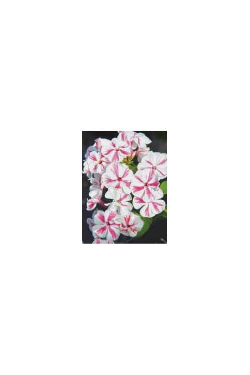 Floks wiechowaty 'Special Lilac Twist' Phlox panniculata