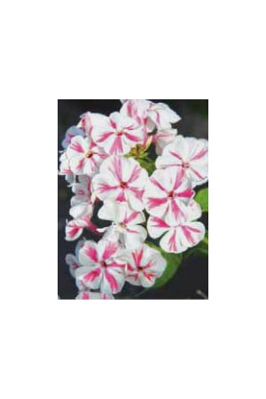 Floks wiechowaty 'Special Lilac Twist' Phlox panniculata