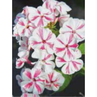 Floks wiechowaty 'Special Lilac Twist' Phlox panniculata