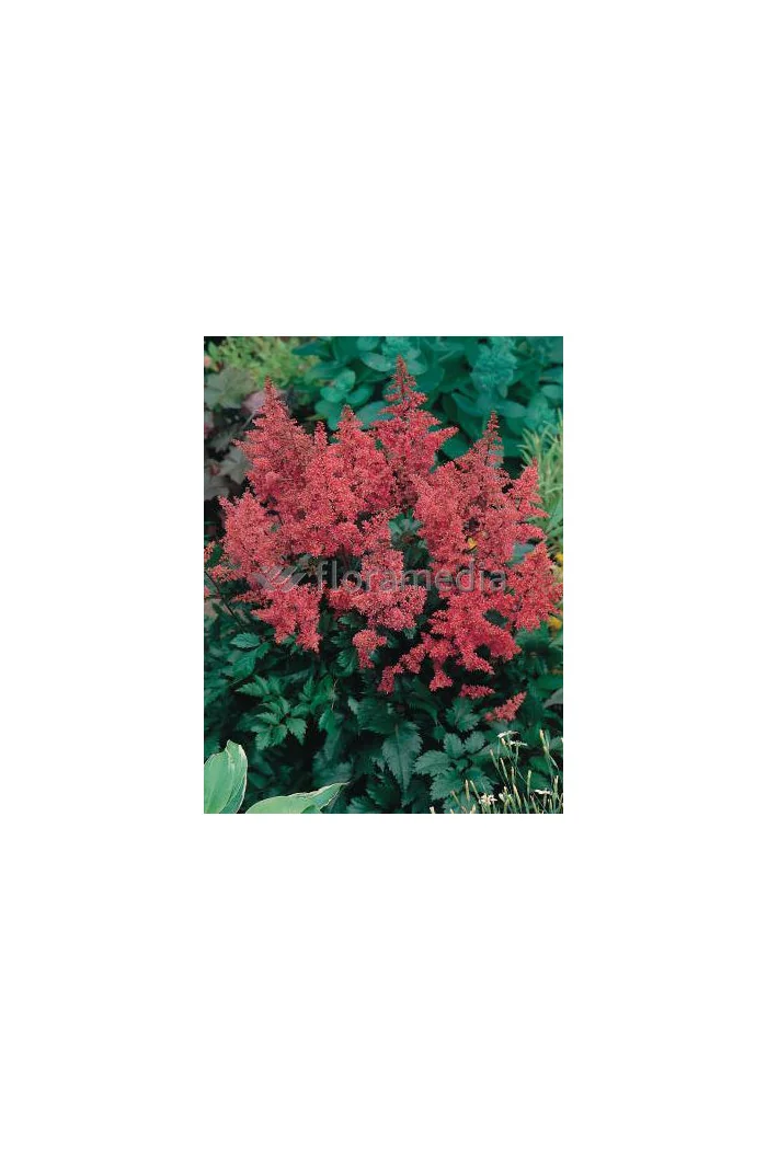 tawułka, tawułka arendsa, astilbe, astilbe arendsii, tawułka różowa, tawułka bonn