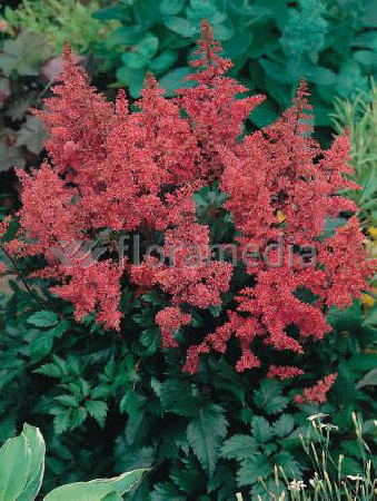 tawułka, tawułka arendsa, astilbe, astilbe arendsii, tawułka różowa, tawułka bonn