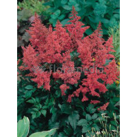 tawułka, tawułka arendsa, astilbe, astilbe arendsii, tawułka różowa, tawułka bonn