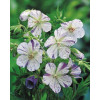 Bodziszek 'Splish Splash' Geranium pratense