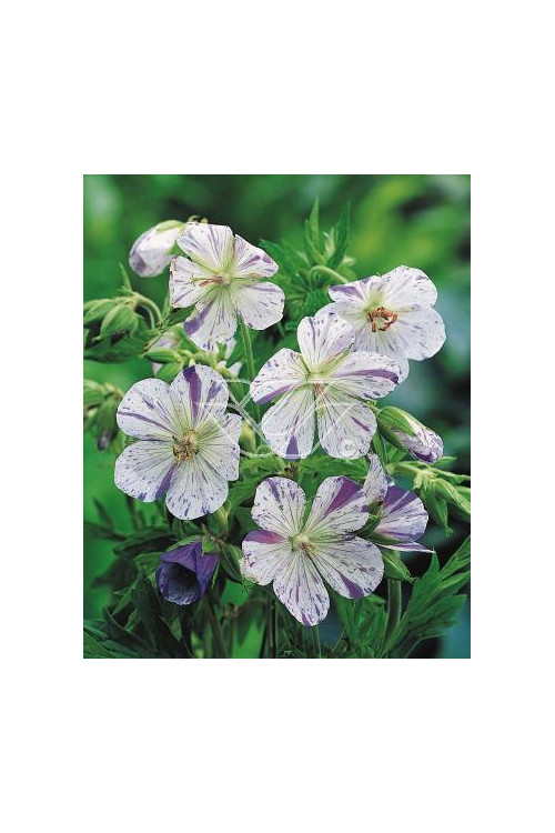 Bodziszek 'Splish Splash' Geranium pratense