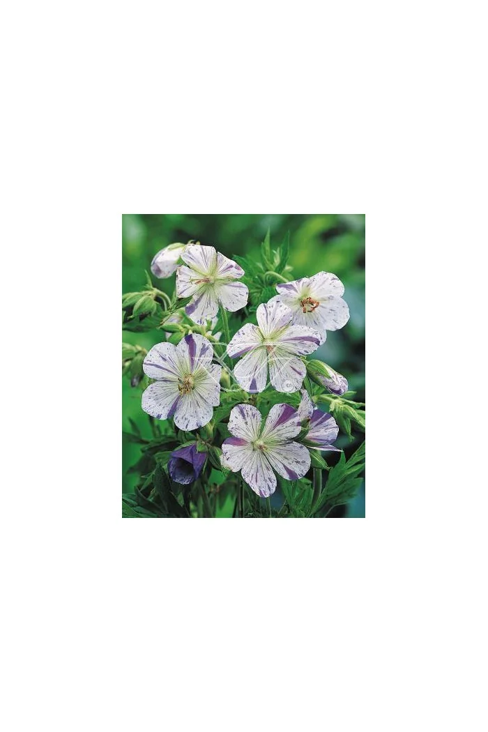 Bodziszek 'Splish Splash' Geranium pratense