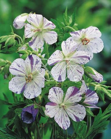 Bodziszek 'Splish Splash' Geranium pratense