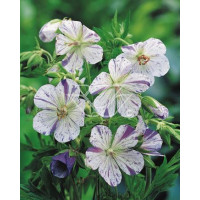 Bodziszek 'Splish Splash' Geranium pratense