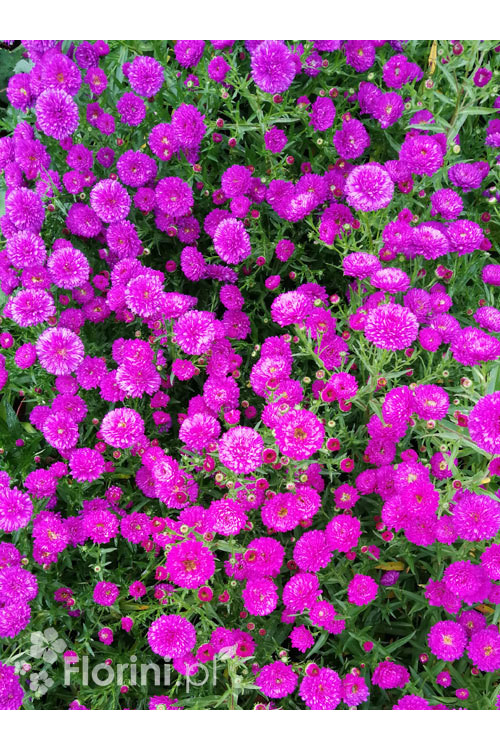 Aster nowobelgijski 'Henry I Pink' | Aster novi-belgii