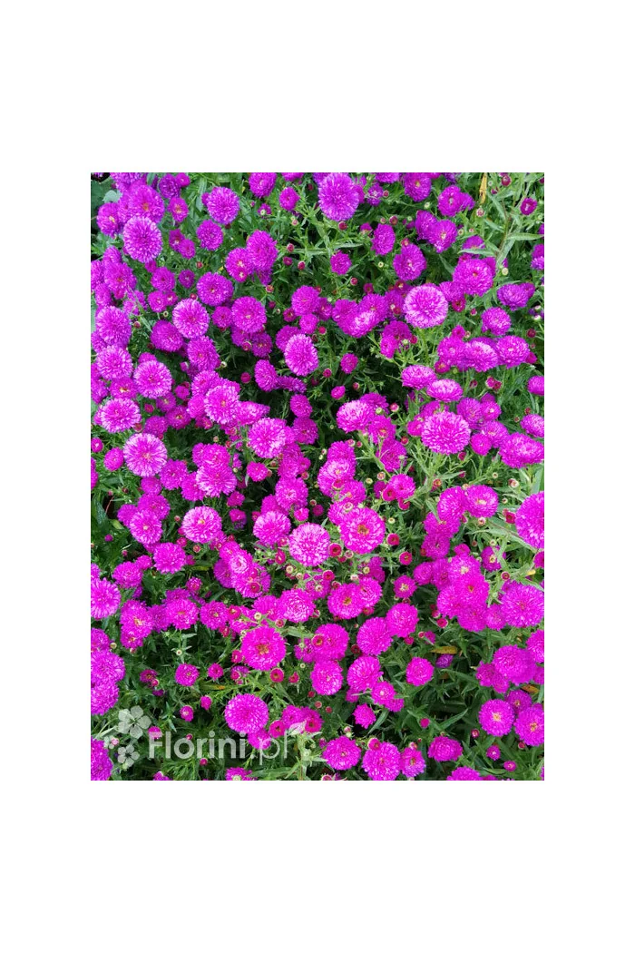 Aster nowobelgijski 'Henry I Pink' | Aster novi-belgii