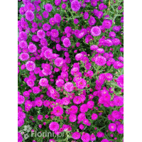 Aster nowobelgijski 'Henry I Pink' | Aster novi-belgii