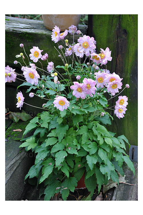 Zawilec 'Pretty Lady Emilly' | Anemone