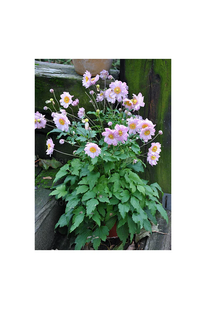 Zawilec 'Pretty Lady Emilly' | Anemone