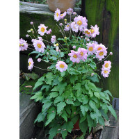 Zawilec 'Pretty Lady Emilly' | Anemone