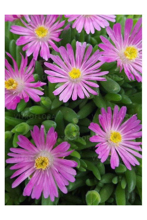 Słonecznica 'Jewel of Desert Candystone' Delosperma