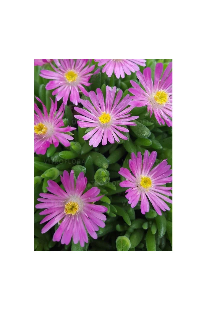 Słonecznica 'Jewel of Desert Candystone' Delosperma