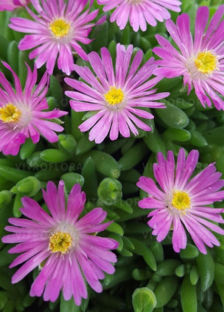 Słonecznica 'Jewel of Desert Candystone' Delosperma