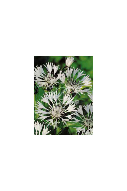 Chaber górski 'Alba' Centaurea montana