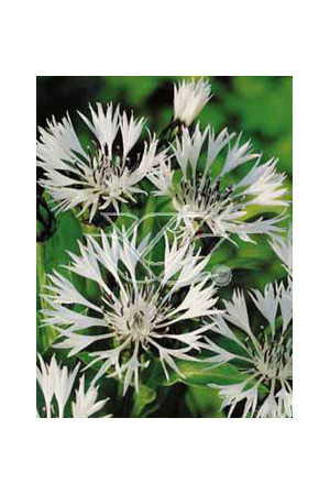 Chaber górski 'Alba' Centaurea montana