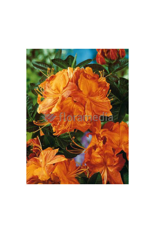 Azalia wielkokwiatowa 'Speak's Orange' Rhododendron