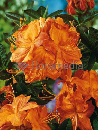 Azalia wielkokwiatowa 'Speak's Orange' Rhododendron