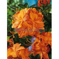 Azalia wielkokwiatowa 'Speak's Orange' Rhododendron