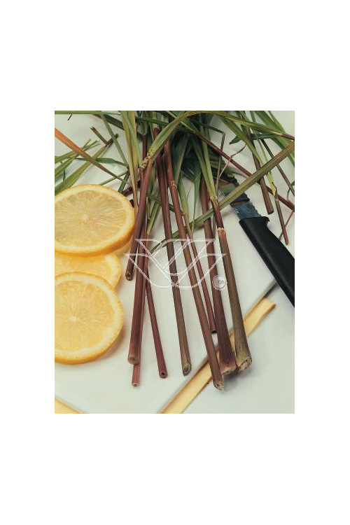 Trawa cytrynowa (Lemongrass) | Cymbopogon citratus