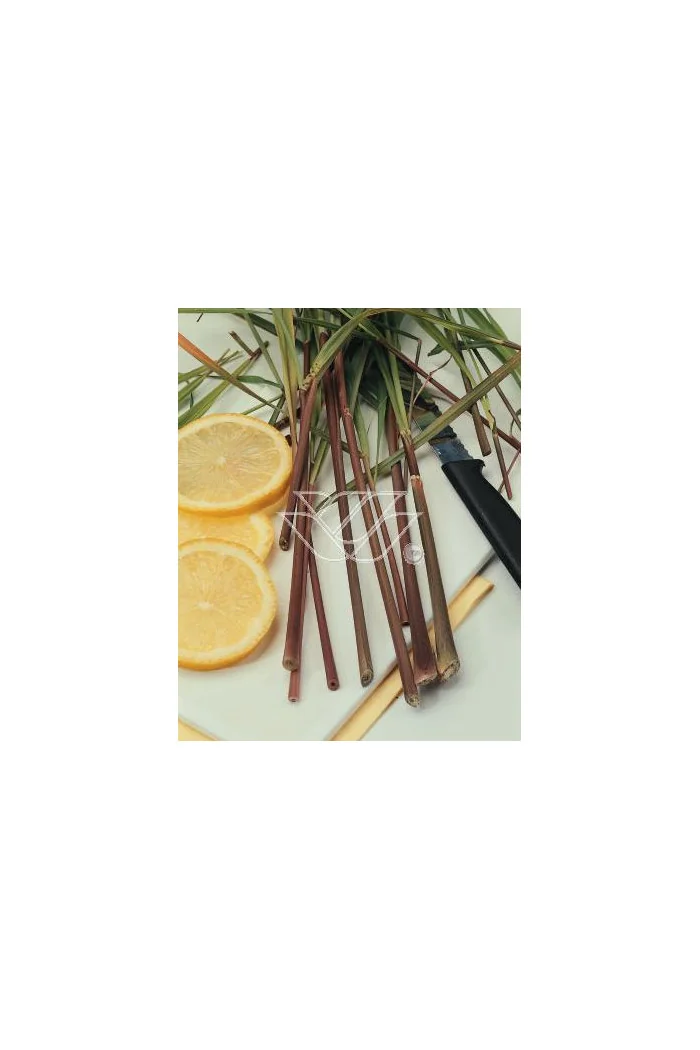 Trawa cytrynowa (Lemongrass) | Cymbopogon citratus