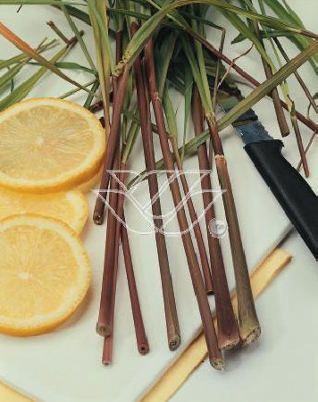 Trawa cytrynowa (Lemongrass) | Cymbopogon citratus