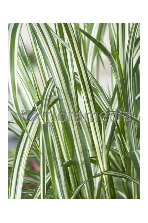 Miskant chiński 'Cosmopolitan' | Miscanthus sinensis