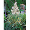 Juka karolińska 'Bright Edge' | Yucca filamentosa