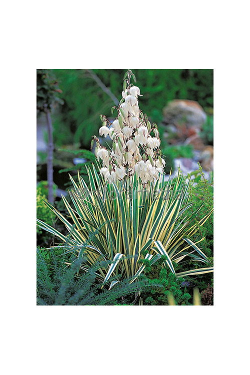 Juka karolińska 'Bright Edge' | Yucca filamentosa