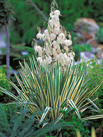 Juka karolińska 'Bright Edge' | Yucca filamentosa