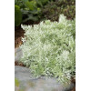 Bylica Schmidta 'Nana' Artemisia schmidtiana