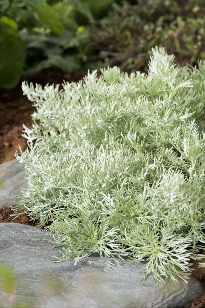 Bylica Schmidta 'Nana' Artemisia schmidtiana