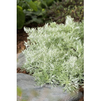 Bylica Schmidta 'Nana' Artemisia schmidtiana