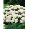 Hortensja ogrodowa 'Soeur Therese' | Hydrangea macrophylla