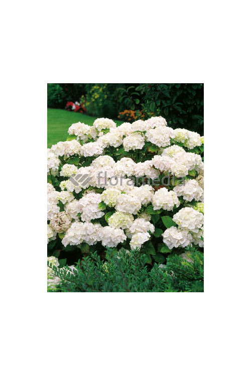 Hortensja ogrodowa 'Soeur Therese' | Hydrangea macrophylla