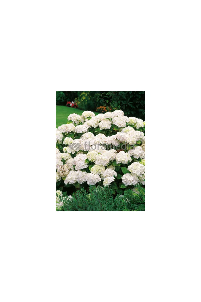 Hortensja ogrodowa 'Soeur Therese' | Hydrangea macrophylla