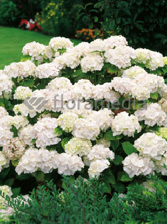 Hortensja ogrodowa 'Soeur Therese' | Hydrangea macrophylla