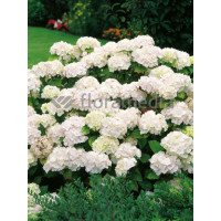 Hortensja ogrodowa 'Soeur Therese' | Hydrangea macrophylla
