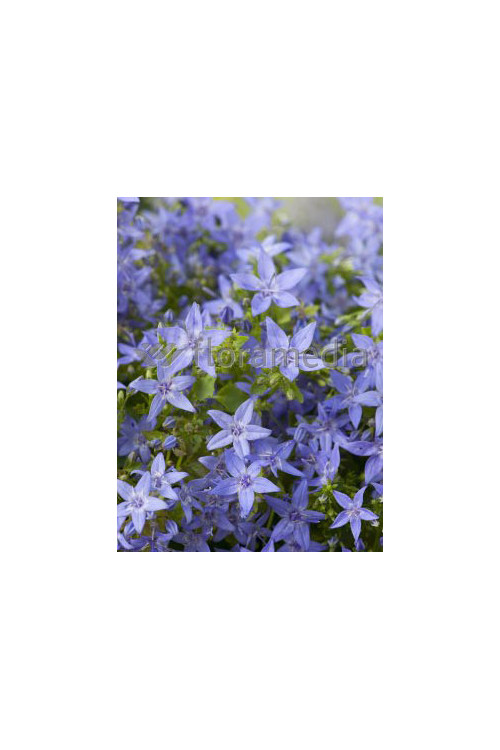 Dzwonek gargański Campanula garganica