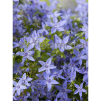 Dzwonek gargański Campanula garganica