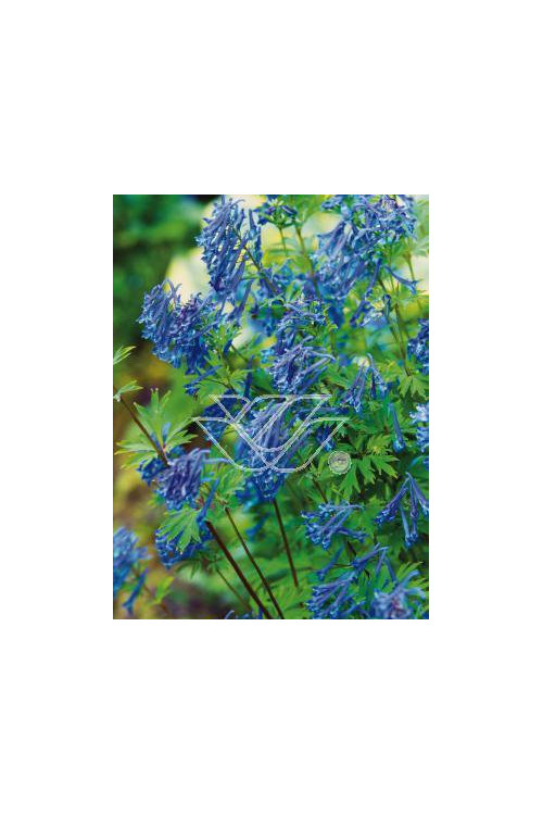 Kokorycz wzniesiona Corydalis elata