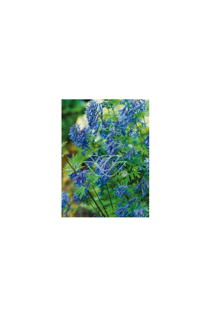 Kokorycz wzniesiona Corydalis elata