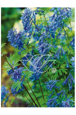 Kokorycz wzniesiona Corydalis elata