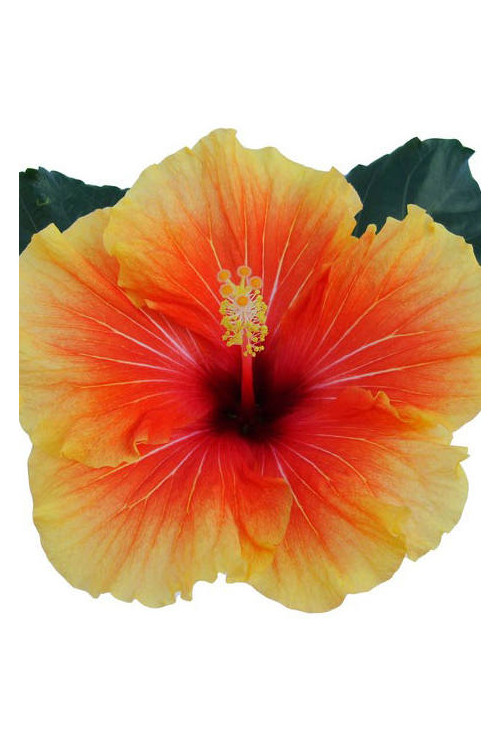 Hibiscia 'Apollo' Hibiscia