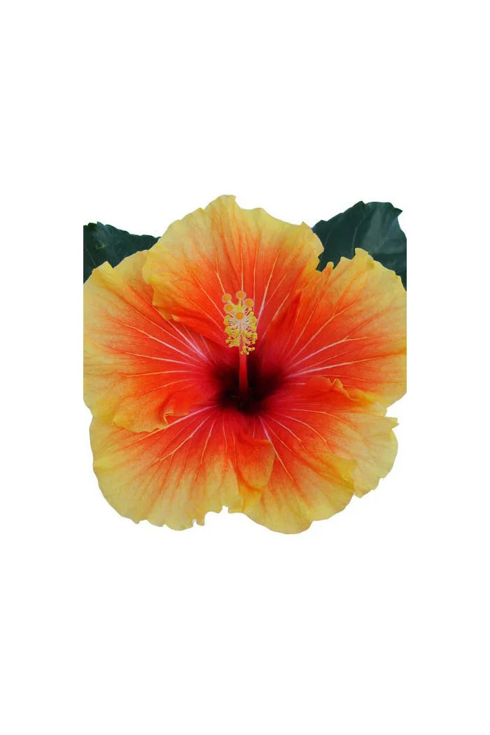 Hibiscia 'Apollo' Hibiscia
